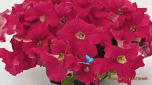 Петуния грандифлора Саксесс 360° Дип Пинк ? обзор: как сажать, семена петунии Саксесс 360° Дип Пинк