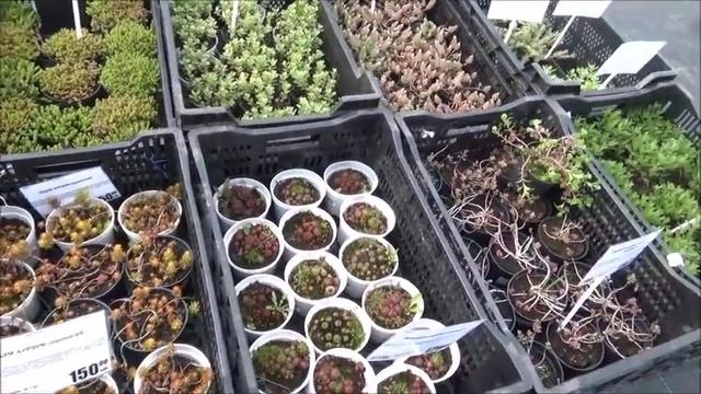 Садовый рай в Садовом центре. Обзор. смотреть онлайн