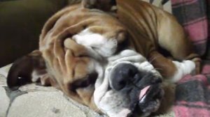 английский бульдог храпит