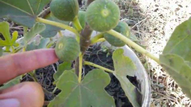 Инжир. Способы выращивания. Три этапа. смотреть онлайн