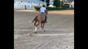 Дончак 2 года ))