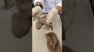 Для СТУДЕНТОВ!!! Женская половая система.Наружные и внутренние женские половые органы.