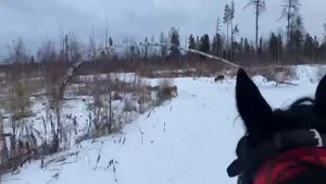 Отзыв о моей работе по подбору лошади под охоту | Александр Обжерин