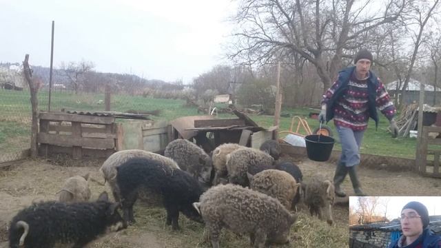 Бесплатный корм для свиней смотреть онлайн