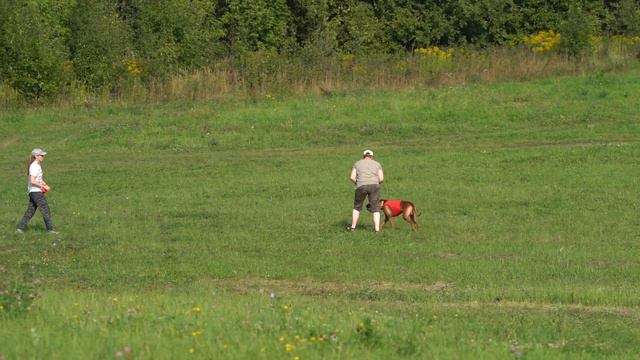 Родезийский Риджбек ARIES KHAN MARLON BRANDO смотреть онлайн