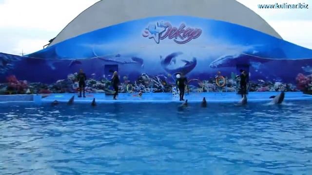 Дельфины в кирилловке смотреть онлайн