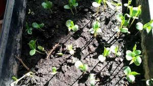 Выращивание рассады яблони из семян.