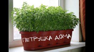 Как вырастить петрушку дома семенами? Секреты посадки!