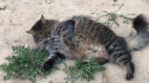 Прикол с котом! Оказывается жить с котом все равно, что жить с ребенком - покорми да развлеки