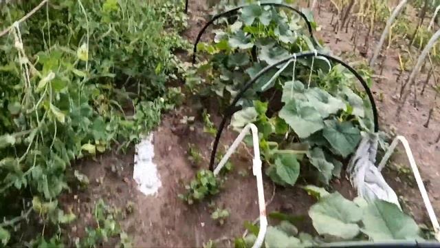 Каникулы в деревне продолжаются! Приехал папа. Мой дедуля подарил мне гироскутер. смотреть онлайн