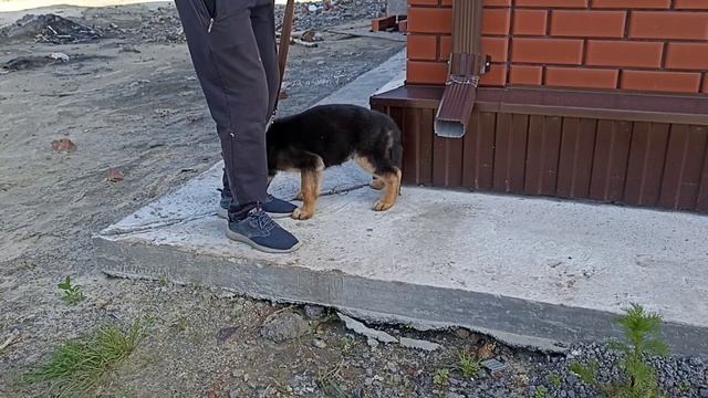 229. Первые прогулки со щенком немецкой овчарки.
