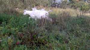 Сколько доить козу после окота
