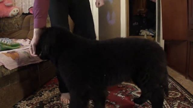 Ньюфаундленд Боцман. 2.5 месяца. смотреть онлайн