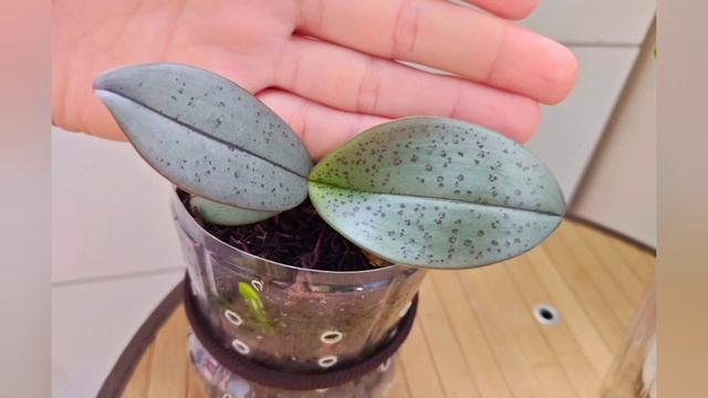 48/365___Сволочь Шиллгиг смотреть онлайн