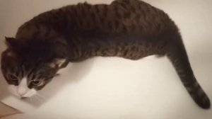 как вытащить котенка из ванной