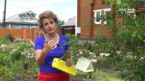 Защита урожая сливы от плодожорки. Биозащита сада  Феромонные ловушки