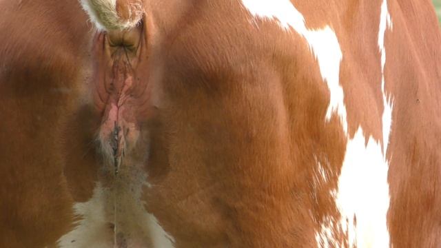 О боже, корова ссыт смотреть онлайн