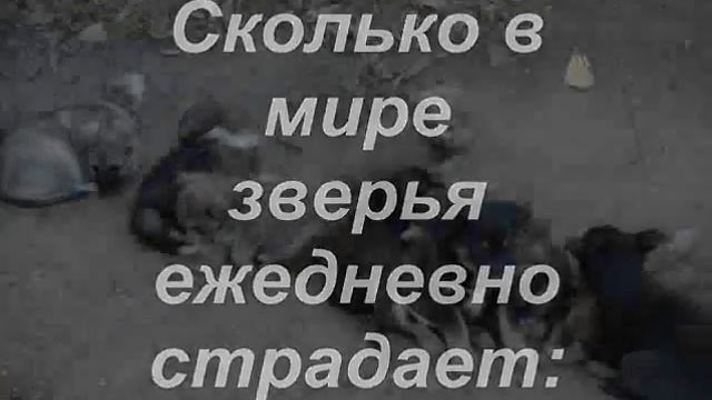 Бесконтрольное разведение домашних животных