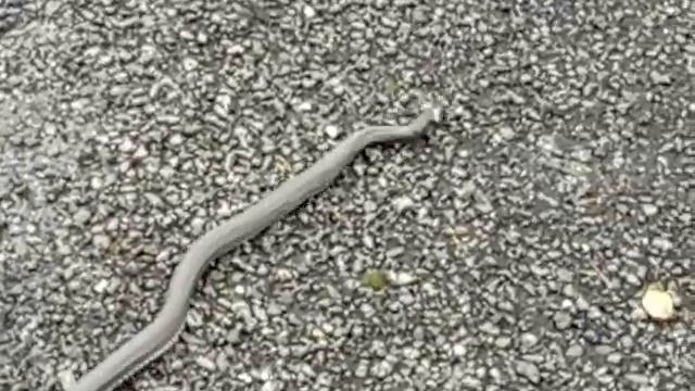 Змея красавица смотреть онлайн