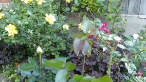 Обработка роз от тли. Самый быстрый способ приготовления раствора и опрыскивания растений.