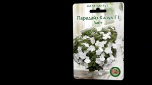 Катарантус Парадайз - яркая звездочка в старом саду.