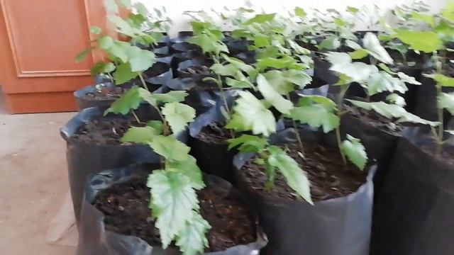 Медвежий орех с закрытой корневой системой. Кавказская лещина. Турецкая лещина. Древовидная лещина! смотреть онлайн