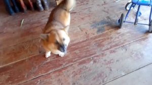 Как Научить Шпица Командам