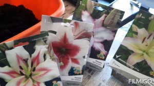 Как сохранить растения из "Леруа" и "Оби" в феврале