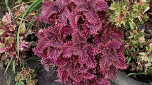 Колеусы! Обзор - первая часть .