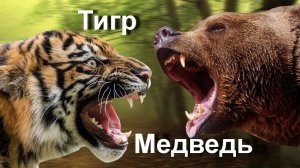 Тигр против медведя. Кто сильнее медведь? Тигр?