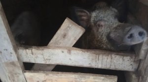 Поение поросей... Дети дикиго кабана.