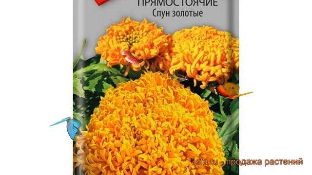 Бархатцы прямостоячая Спун золотые (spun zolotye) ? обзор: как сажать, семена бархатцев Спун золоты смотреть онлайн