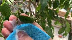 ГРИБОК НА ФИКУСЕ