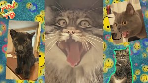 Подборка позитивных видео приколов из интернета | # 15