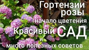 Прогулка-обзор САДА 18 июня.Гортензии .Обзор нашей коллекции .