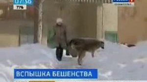 Бешеная собака покусала 21 человека