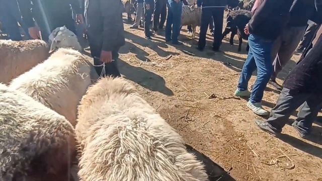 4-ОКТЯБР/БУГИН КАРАОЗЕК БАЗАРЫ/БЫРАК БУЛ ВИДЕО/ШЫМБАЙ МАЛ БАЗАР КОРИНИС?24.09.2023-ОСЫ САНЕДЕГИ