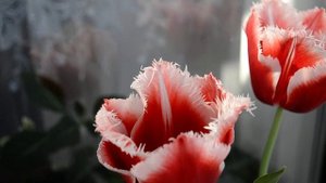 Самый красивый тюльпан Canasta