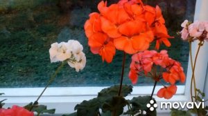 ГЕРАНИ НА ПОДОКОННИКЕ.