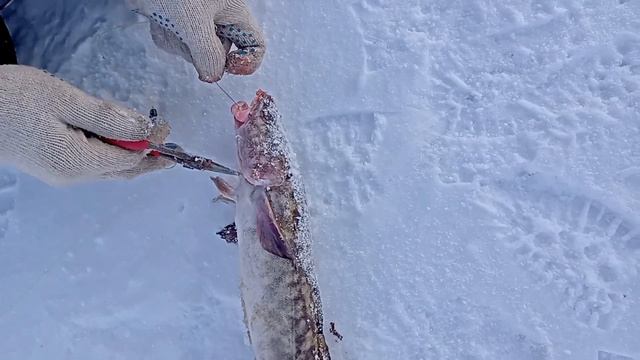 как вытащить крючок из налима смотреть онлайн