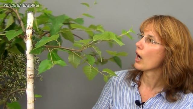 Бонсай из березы (ч.3). смотреть онлайн