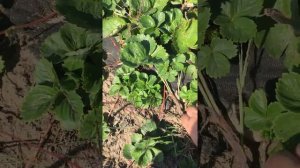 Клубника Азия. Плодоношение в октябре, Миф или реальность?🤪