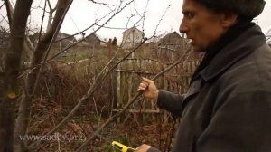 Слива желтая обрезка  Урок 18 видеокурса Обрезка плодовых деревьев