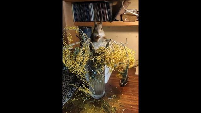 Мышь с мимозой смотреть онлайн