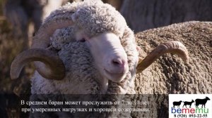 Зачем менять барана в стаде. БеМеМу. Продажа овец и баранов.