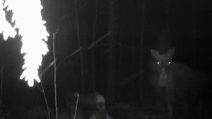 Лоси на саланце, фотоловушка HC801A с али экспресс