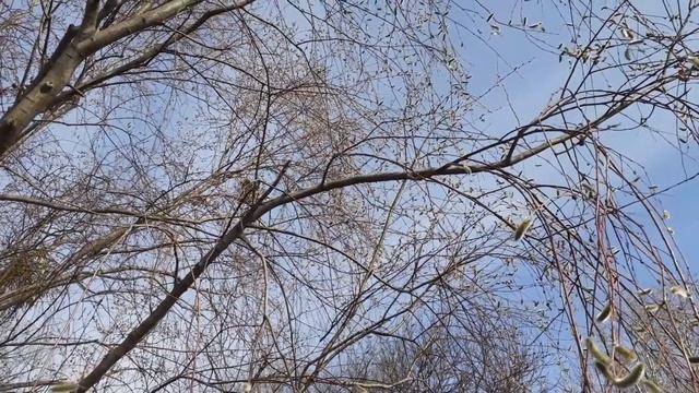 Просто апрель. Самоизоляция на природе. смотреть онлайн