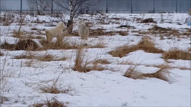 СУРДАН КАРАШ АЙДАНА и АТИКА 2,5 месяца смотреть онлайн