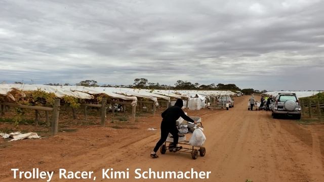 The Grape farm in Australia / Farm diary смотреть онлайн