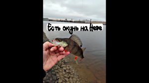 Есть Окунь на Неве.